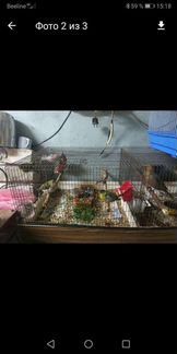 Лесная птица