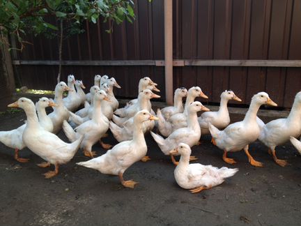 Утки - Индоутки