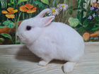Карликовый кролик белый 7 мес объявление продам
