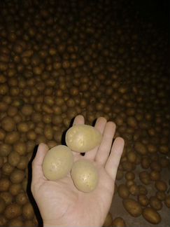 Семенной картофель Гала рс-2 высокого качества - фотография № 5
