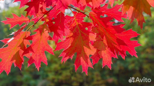 Дуб красный