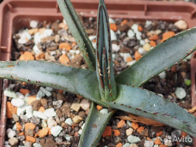 Агава нигра (Agave nigra), 10-12 см, суккулент