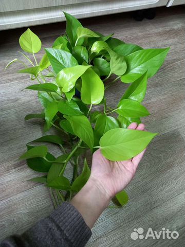 Сциндаптусы Эпипремнумы Марбл Квин, Эппл, Хэппи