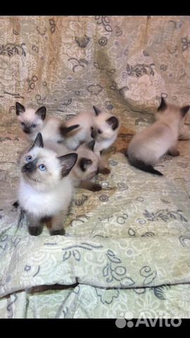 Тайские котята