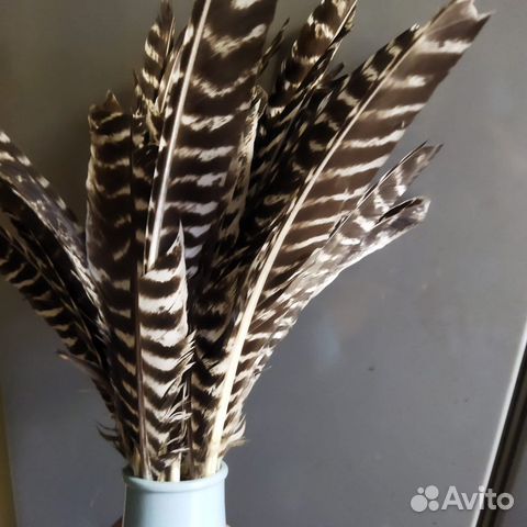 Перья птицы для поделок