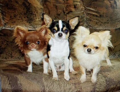 Пять кобелей мини и стандарт для вязок