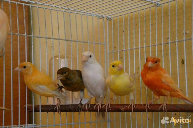 Кенар и Канарейки.Ц.Рынок