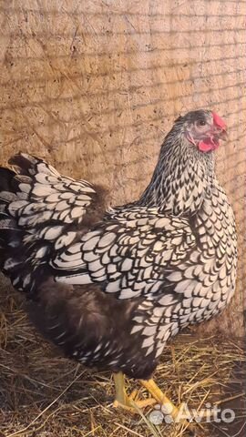 Виандот/Люйкэданьцзи ухейилюй /ия/ утки/ утята