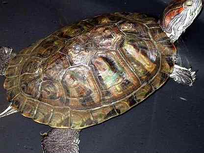 Красноухая черепаха с пластиковым аквариумом
