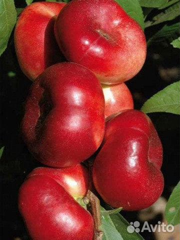 Саженцы элитных сортов персика и абрикосов