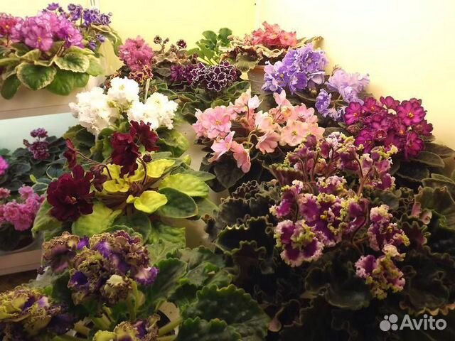 Фиалки цветущие,детки,листы,доставка