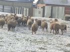 Бараны И овцы на хьаькъикъат объявление продам