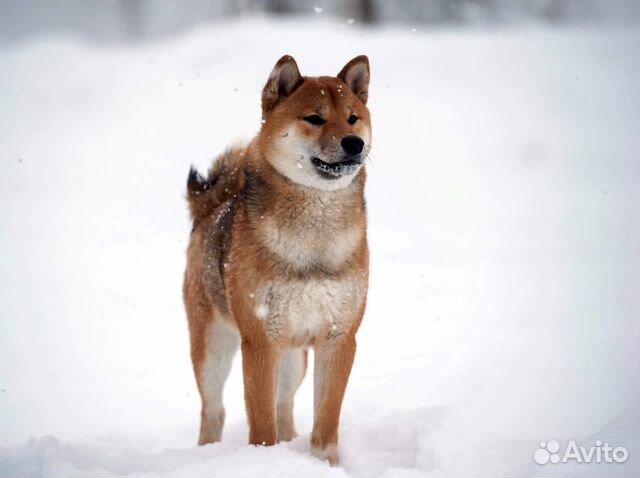 Мужчина красавец shiba приглашает невест на вязку