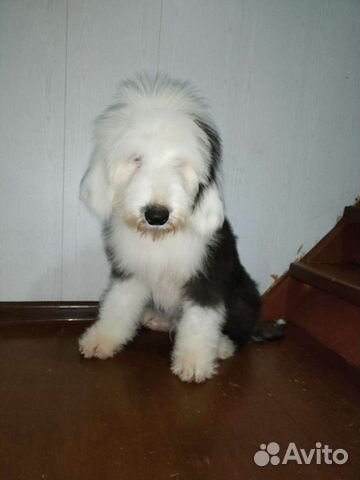 Бобтейл щенки