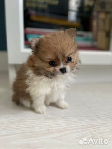 Щенки шпица