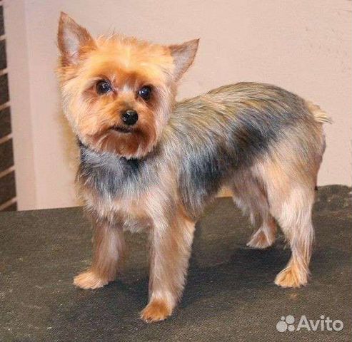 Стрижка (груминг) собак /кошек