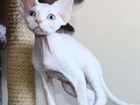 Голубоглазые котята Девон рекс