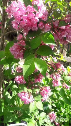 Декоративные кустарники