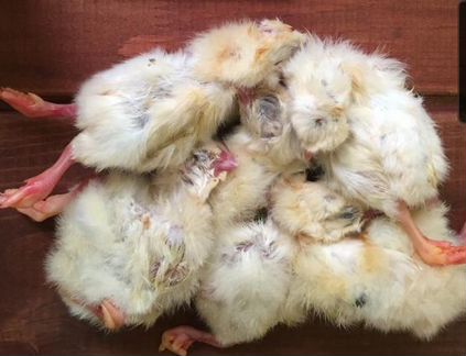 Суточные цыплята на корм кошкам, хорькам и т.п