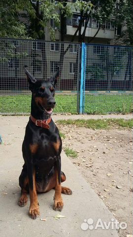 Передержка домашних питомцев