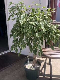 Бенджамина фикус плетеные стволы