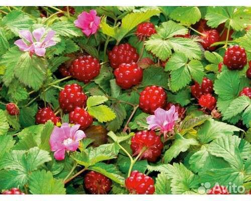 Княженика (саженцы)