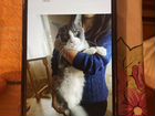 Котята Мейн-Кун объявление продам