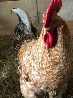 Петухи разных пород в Лобне