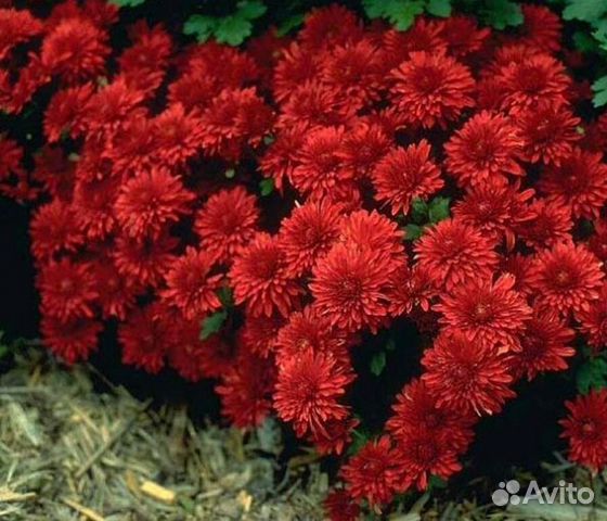 Хризантемы мультифлора