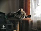 Персидская кошка в добрые руки бесплатно объявление продам