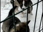 Собака западно-сибирская лайка объявление продам