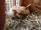 Декоративные кролики порода - Вислоухие баранчики объявление продам