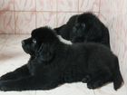 Коричневые и черные щенки ньюфаундленда объявление продам