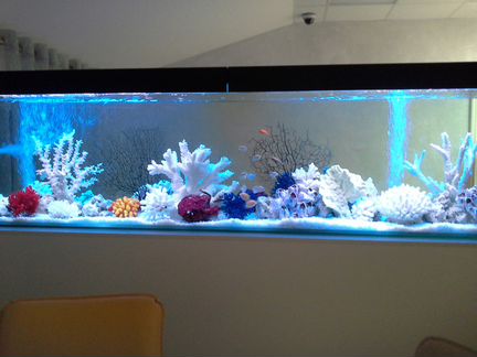 Оформление и обслуживание аквариумов