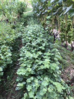 Итальянские черенки и саженцы винограда