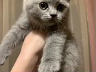 Шикарный плюшевый британский котенок объявление продам