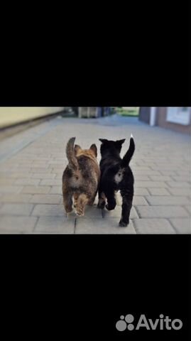 Передержка для собак и кошек