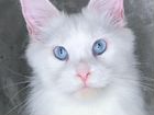 Белый котенок мейн-кун с голубыми глазами