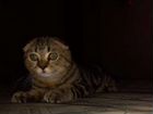 Шотландский котик вязка объявление продам