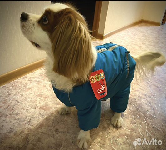 Комбинезон для средней собаки