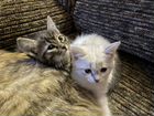 Отдам двух котят (девочек) от сибирской кошки