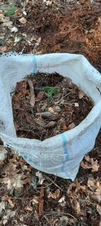 Хвойный опад, перегной