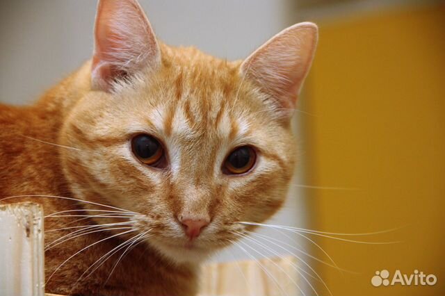 Котик Рыжик