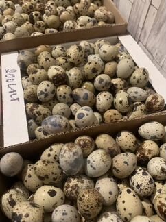 Яйца перепелиные