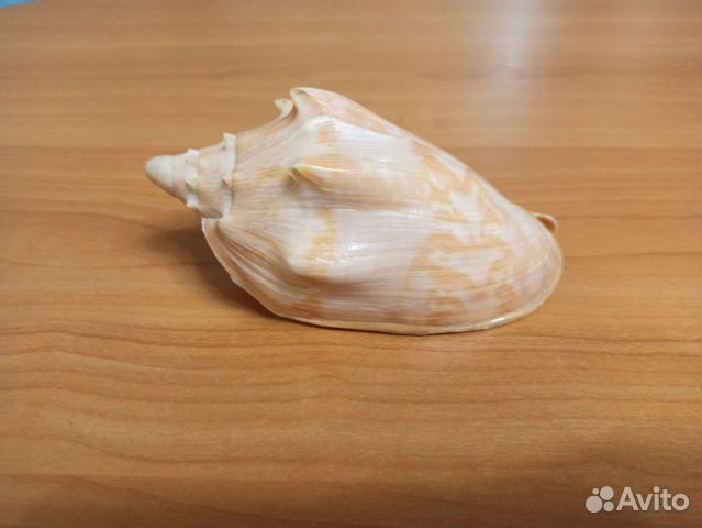 Морская раковина