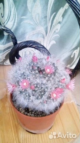 Цветущий кактус