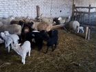 Продам овец двадцать матки и двадцать ягнят двести