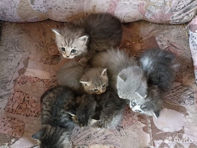 Котята в добрые руки купить в Волжском | Животные и зоотовары | Авито