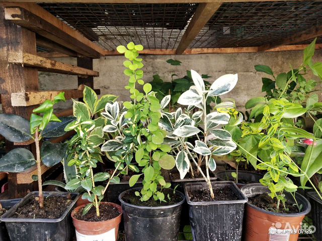 Лаванда, спиреи, розмарин, бересклеты, жимолость