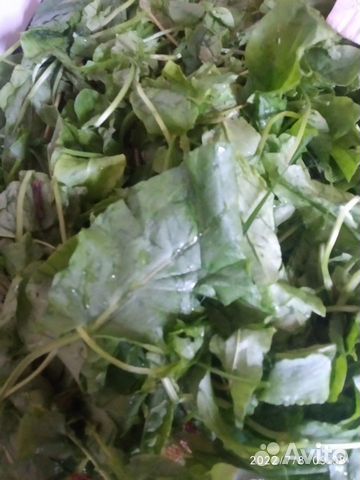 Петрушка, укроп, лук, щавель, кинза